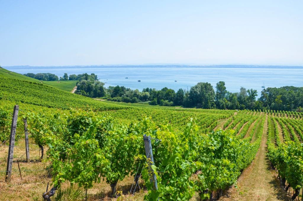 Vineyard on the slope above Lake Neuchâtel on a sunny summer day
